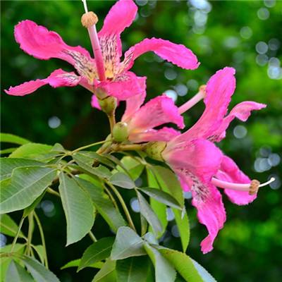 米乐app官方下载